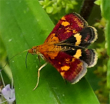 Purpurroter Zünsler